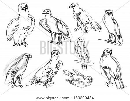 Golden eagle. Buzzard. Legged Buzzard. Kestrel. Hawk. Set. Hand-drawn