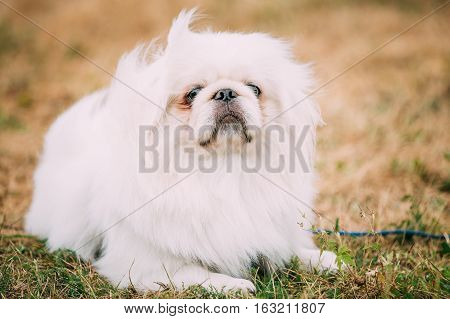 Young White Pekingese Pekinese Looking Up Outdoor. The Pekingese is an ancient breed of toy dog, originating in China.