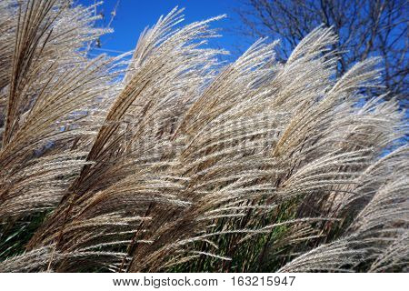 Chinese silver grass (Miscanthus sinensis) sways in the wind in Joliet, Illinois during November.