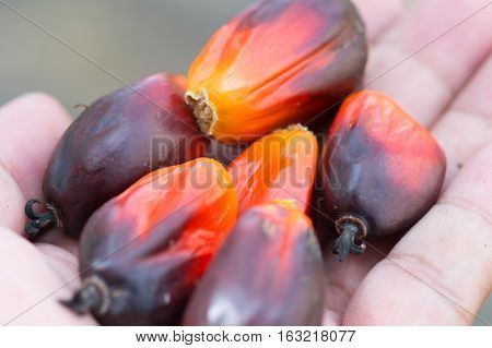 closeup fresh palm oil seed on hands