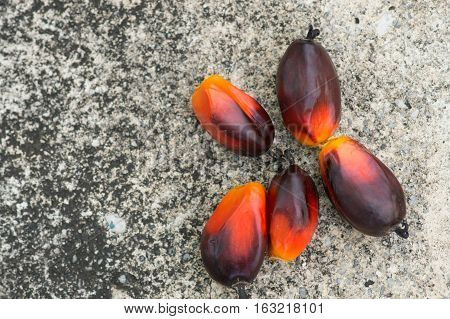 The faesh palm oil seed on the floor