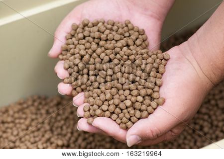 Pellet fsh feed   in the bucket on the hand.