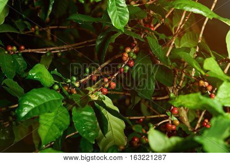 Close up of unpicked coffee raw red and green  beans on tree