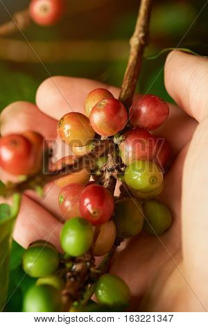 Coffee branch in farmer hand close up with unpicked coffee beans