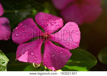 Morning dew drops on red flower closeup in nature green background