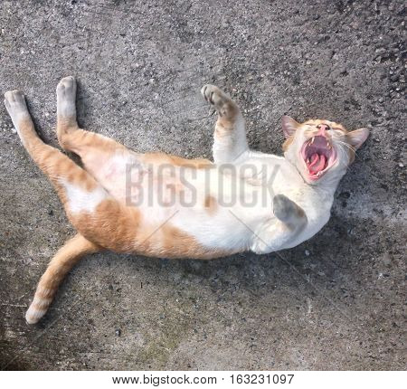 Cat yawning with mouth wide open and shows fangs