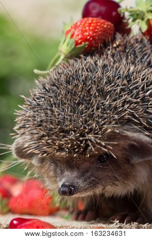closeup pretty young hedgehog Erinaceus europaeus with cherry and strawberry on thorns. Vertical composition. Selective focus