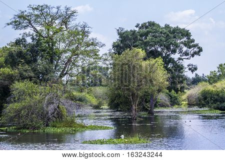 Thabbowa sanctuary in Puttalam, Sri Lanka nature reserve