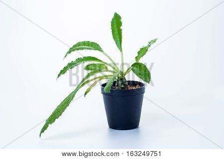 DORSTENIA CRISPA or DORSTENIA FOETIDA on white background