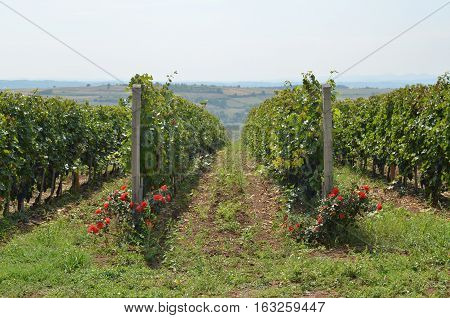 Vineyard And Countryside