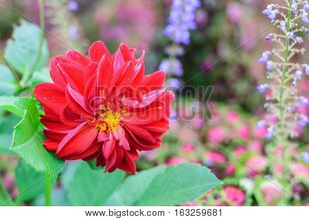 Chrysanthemum flowercloseup of red Chrysanthemum flower in full bloom