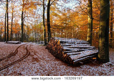 The ruts in the snow near by the firewoodstack