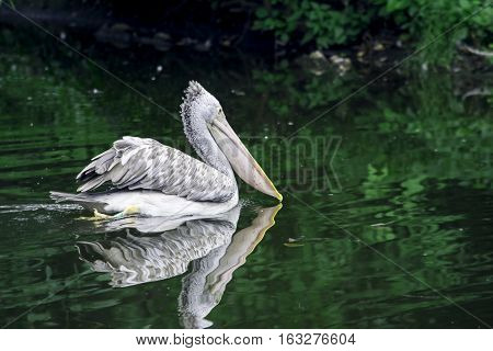 The spot-billed pelican, grey pelican (Pelecanus philippensis) swimming in the pond. Reflection in the water