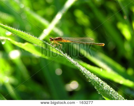 빨간 Bluet
