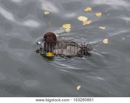 Female Tufted Duck Aythya fuligula swimming in pond close-up portrait selective focus shallow DOF