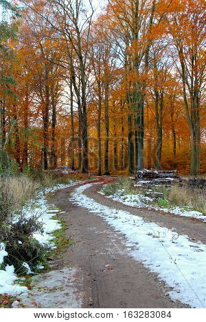 Leaves and snow coated twisted forest trail