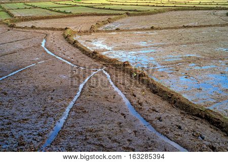 Close-up photograph of paddy fields with crops of rice in Sri Lanka