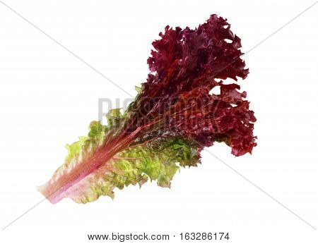 vegetable salad lettuce Lollo Rosso isolated on white background. Sheet of curly violet lettuce