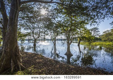 Minneriya nature reserve reservoir in Sri Lanka