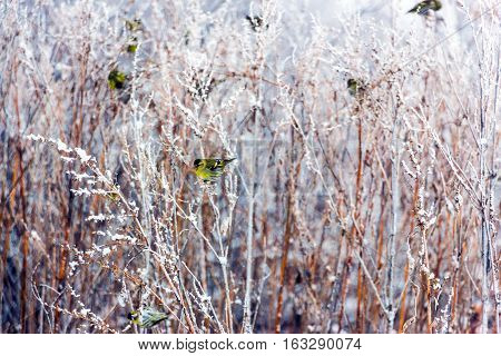 Siskin sitting on a long dry grass in winter