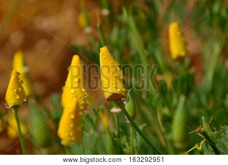 Closed flowers with morning raindrops, orange poppies, eschscholzia californica