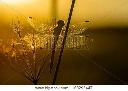 Net dragonfly wings catch the last rays of the sun