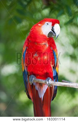 Close up of red ara parrot head in tropical habitat
