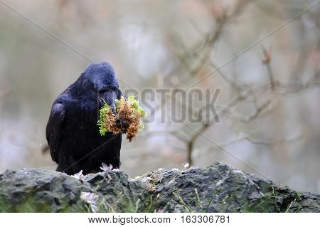 Raven