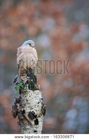 Common Kestrel On Birch