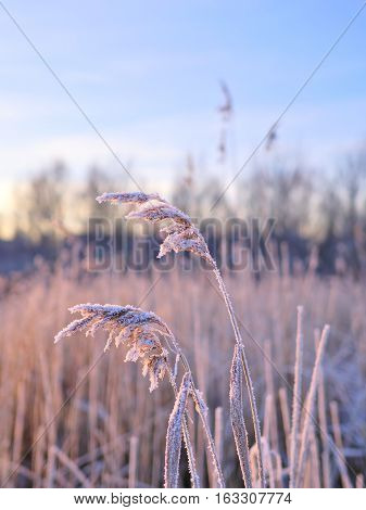 Frozen sea grass closeup. Winter nature background.