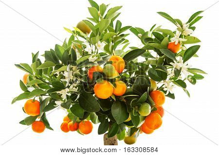 Tangerine tree with fruits in pot on white background.