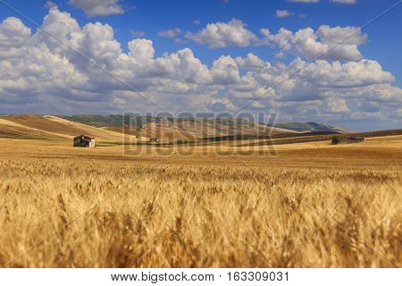 RURAL LANDSCAPE SUMMER.Between Apulia and Basilicata: countryside with cornfield dominated by a clouds.ITALY. Hilly countryside: in the background abandoned farmhouses and bales of hay.