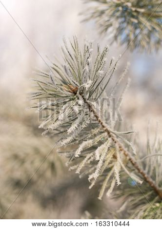 Winter background. Tree in frost. Pine tree branches covered with hoarfrost. Frosted fir-tree. Christmas background with a coniferous branch in snow. Fir tree covered with snow under morning sunbeams