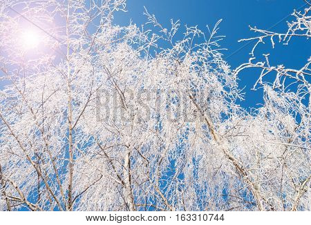 Branching tree covered with snow on the side of the road on a background of blue sky and clouds. Winter trees. Frost on a Tree branches. Frosty winter day. Winter landscape. Frost frost on the trees.