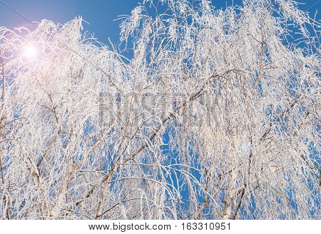 Branching tree covered with snow on the side of the road on a background of blue sky and clouds. Winter trees. Frost on a Tree branches. Frosty winter day. Winter landscape. Frost frost on the trees.
