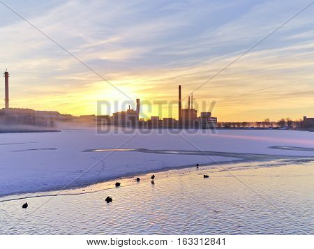 Ducks swimming in half frozen urban lake. Winter in the city.