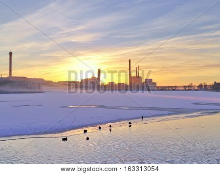Ducks swimming in half frozen urban lake. Winter in the city.
