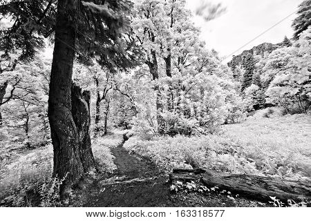 Black and white infrared leaves in a tree