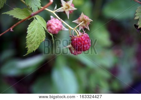 A red raspberry on a raspberry bush (Rubus idaeus) in a garden in Joliet, Illinois during June.