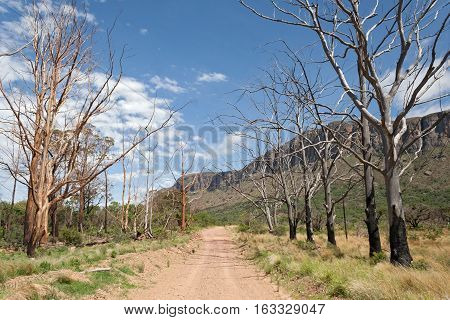 Landscape with burnt trees in the south of Marakele National Park, South Africa