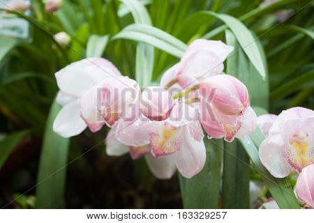 Pink flowers with water drop, stock photo