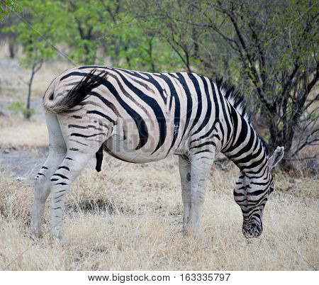 Zebra