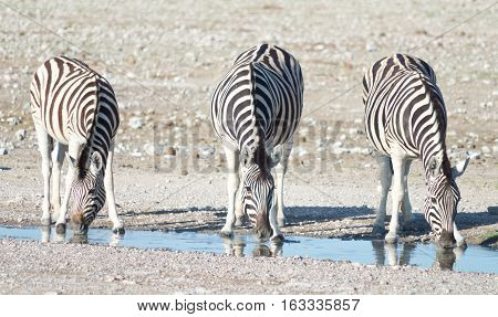 Zebras At A Watering Hole