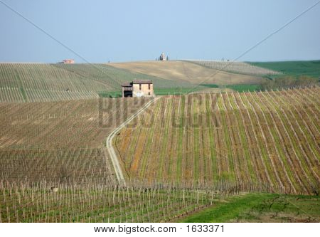 Vigneti In Italia