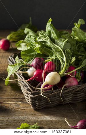 Raw Organic Muli Colored Easter Radishes