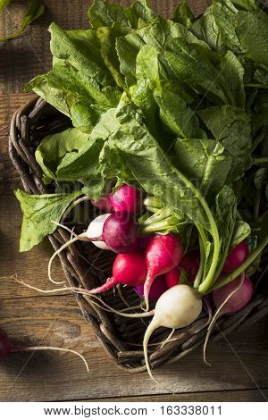 Raw Organic Muli Colored Easter Radishes