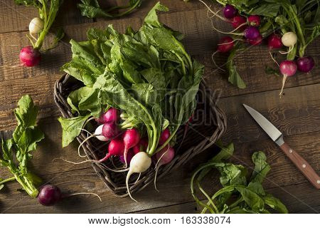Raw Organic Muli Colored Easter Radishes