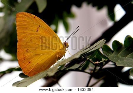 Złoty Motyl