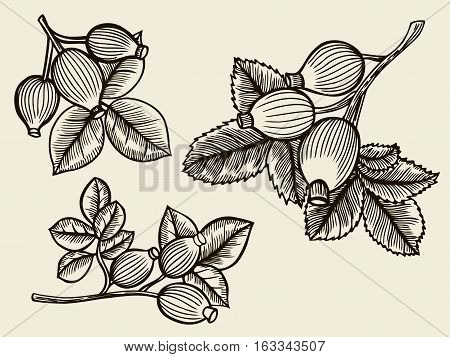 Rosa canina hand drawn sketch. Vintage botanical illustration of herb. Vector.
