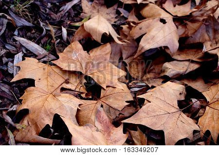 close up on dead leaves in autumn colors